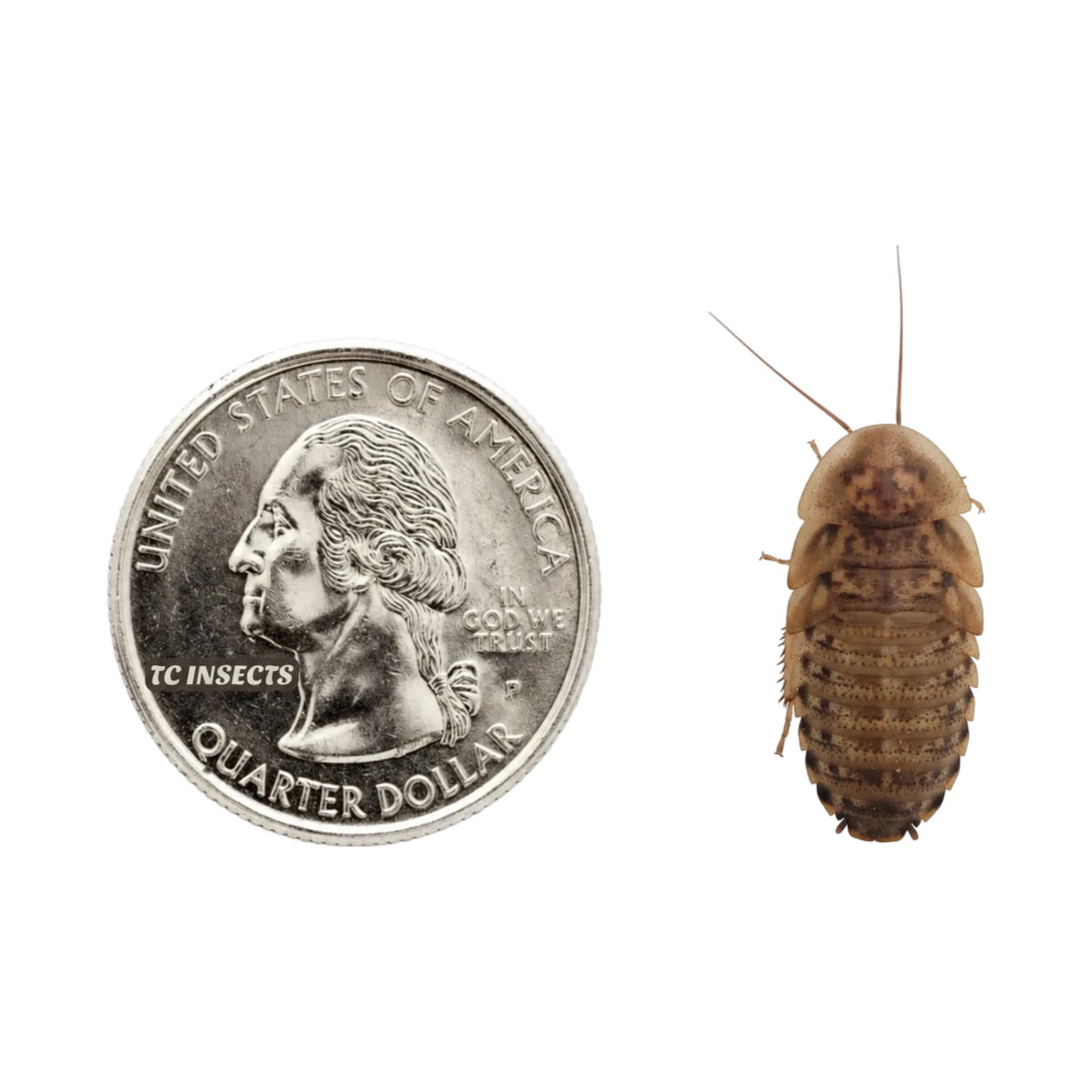 Buy Medium Dubia Roaches For Sale