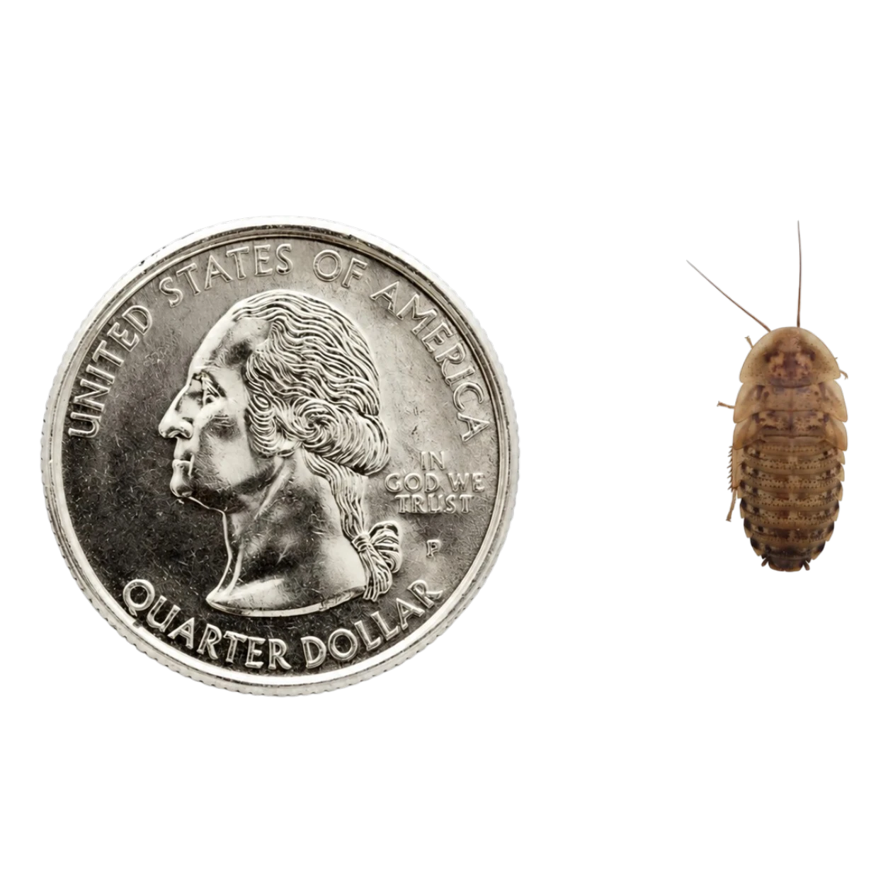 Buy small dubia roaches for Sale
