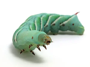 Buy Hornworms for sale