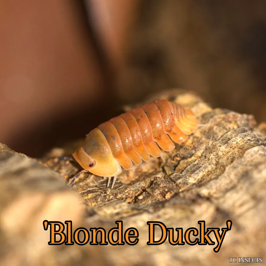 Cubaris sp. Blonde Ducky isopods on moss and bark in a humid bioactive terrarium setup