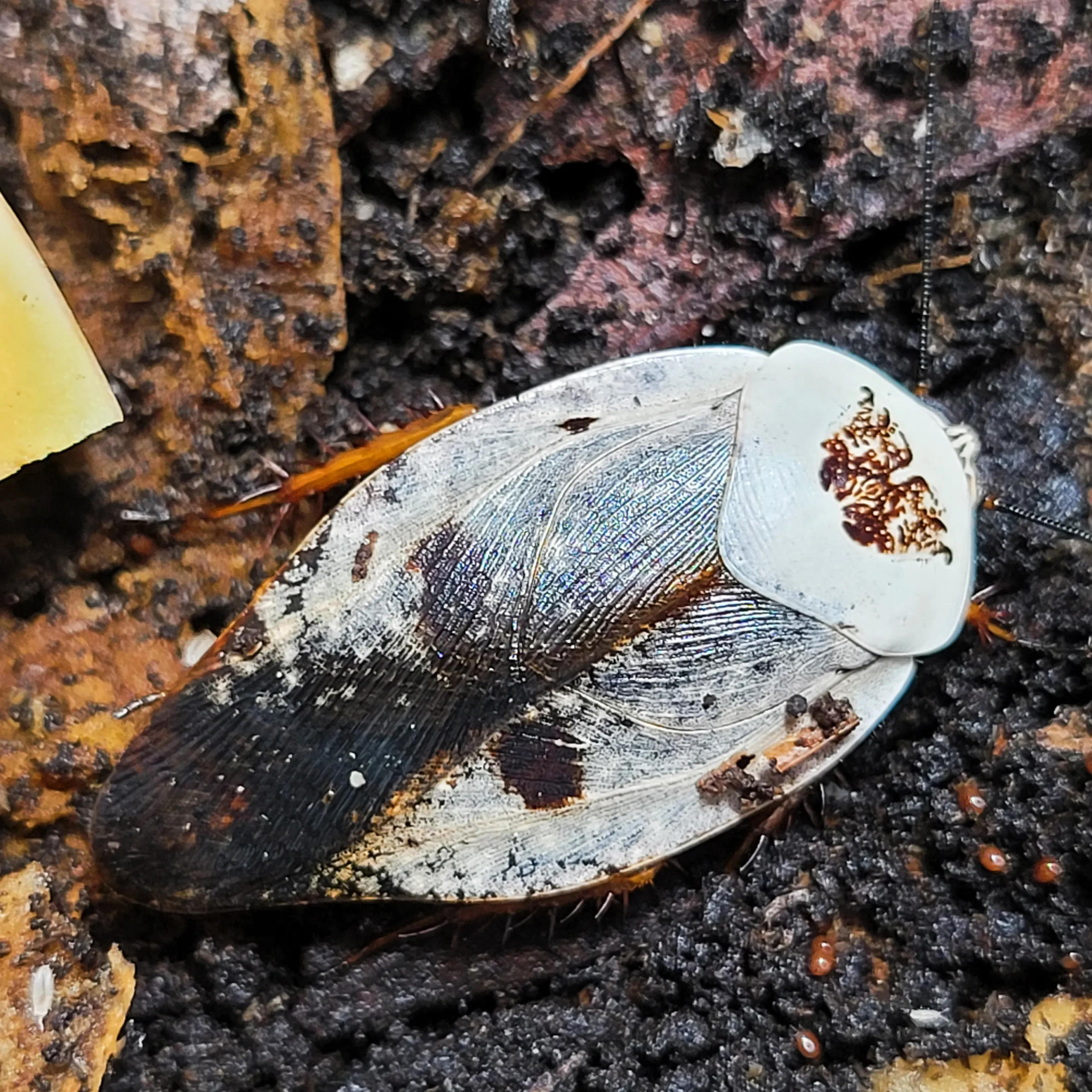 Gyna caffrorum 'Chrome' Roach" - Image 3
