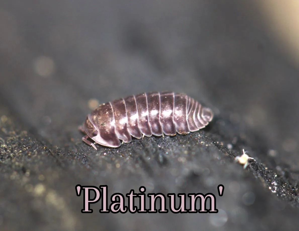 Live Cubaris sp. Platinum Ducky isopods showing metallic platinum sheen on smooth polished exoskeleton, captive-bred from TC INSECTS