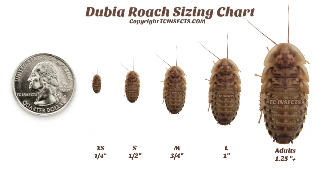 Dubia Roaches For Sale