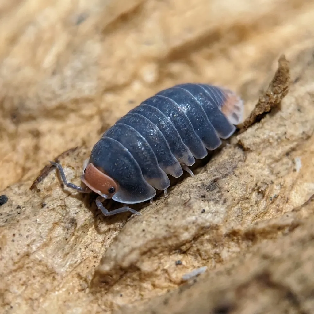 Cubaris sp. Pak Chong isopods on moss and bark in a humid terrarium setup