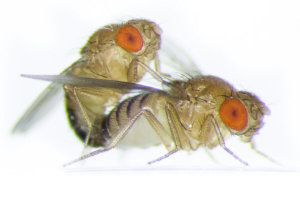 Buy Fruit Flies For Sale 7 99 Up 20 OFF SALE   Fruit Fly Breeding 1 600x400 