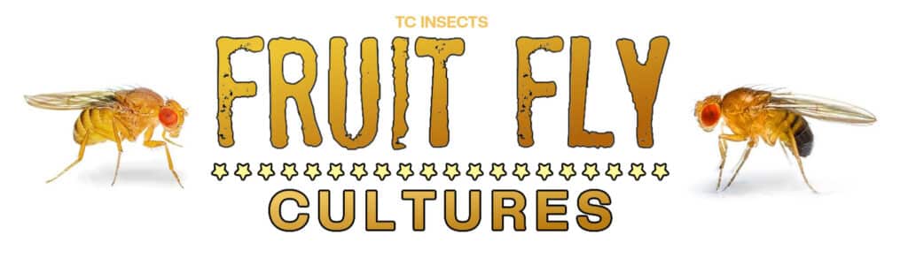 Buy Fruit Flies For Sale 7 99 Up 20 OFF SALE   Fruitfly Banner 1024x292 