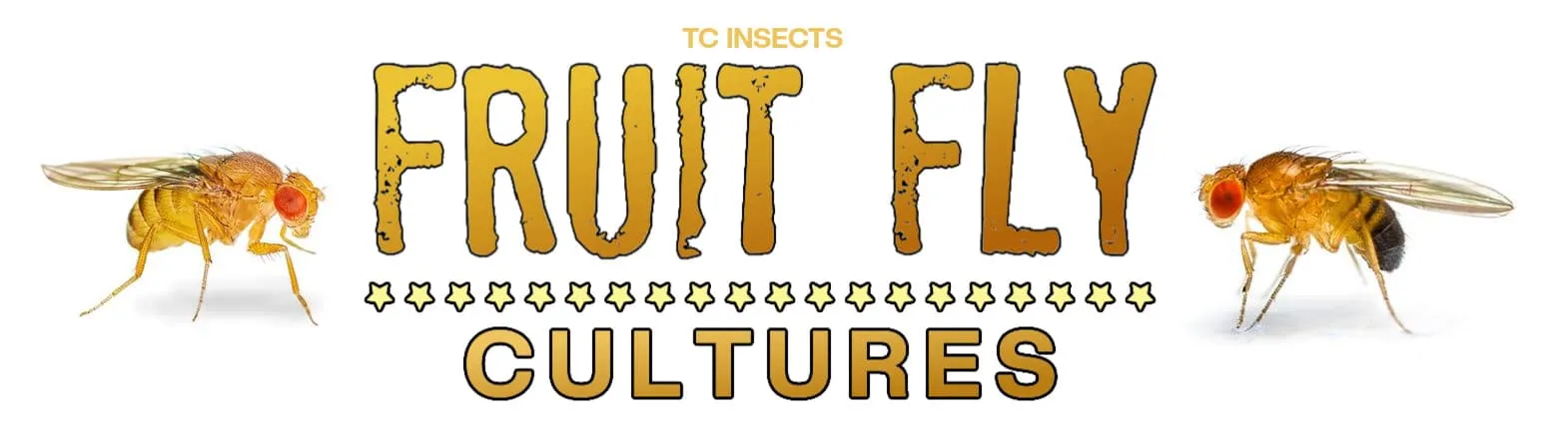 Buy Fruit Flies for Sale