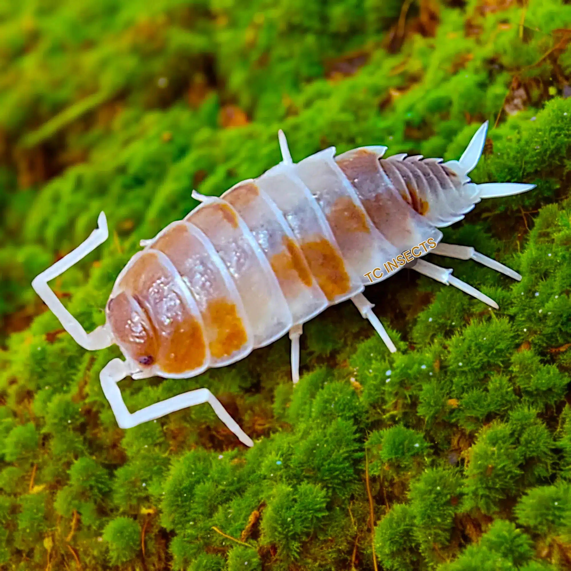 Powder Orange Cream isopods for sale bioactive