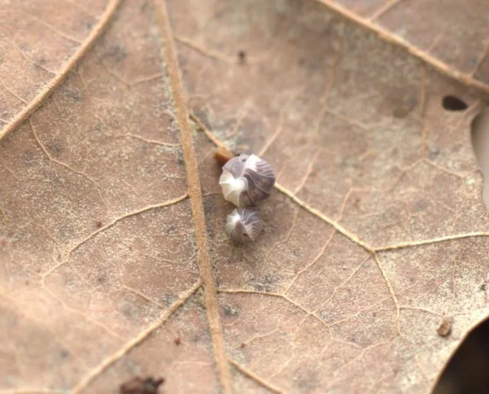 Cubaris Sp. 'Panda King' - Image 2