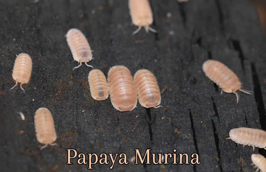 For Sale Papaya Murina For Sale