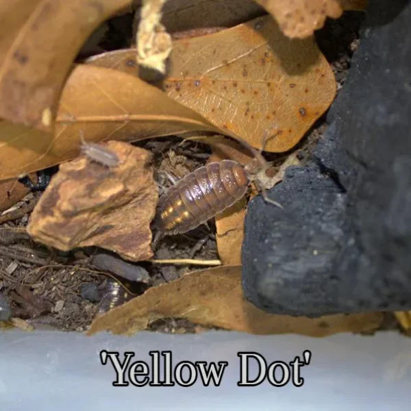 Porcellio ornatus ‘Yellow Dot’