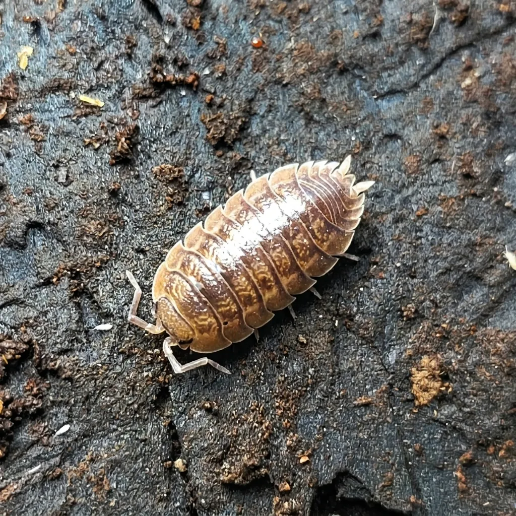 Giant Canyon isopods for sale on leaf litter and bark
