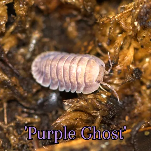 Cubaris Purple Ghost for sale