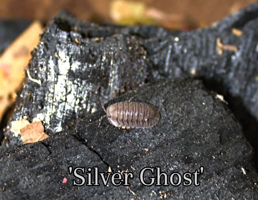 Nesodillo Arcangelii Silver Ghost for sale