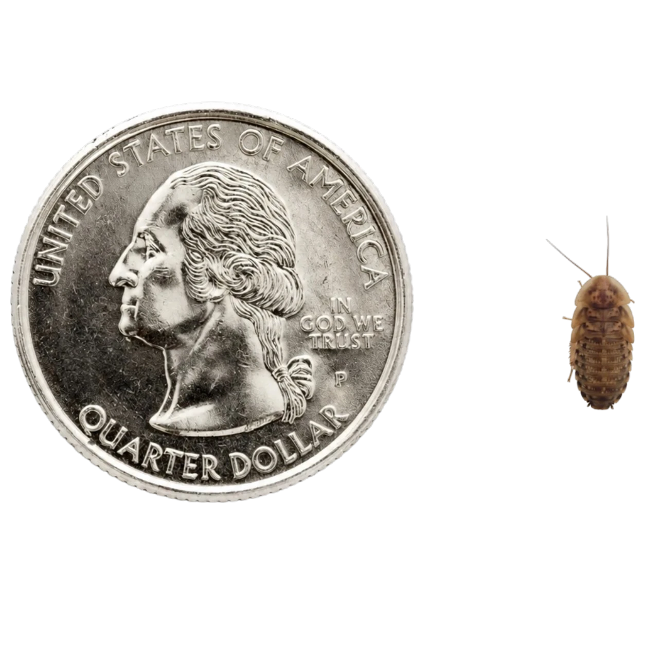 Extra Small Dubia Roaches for sale