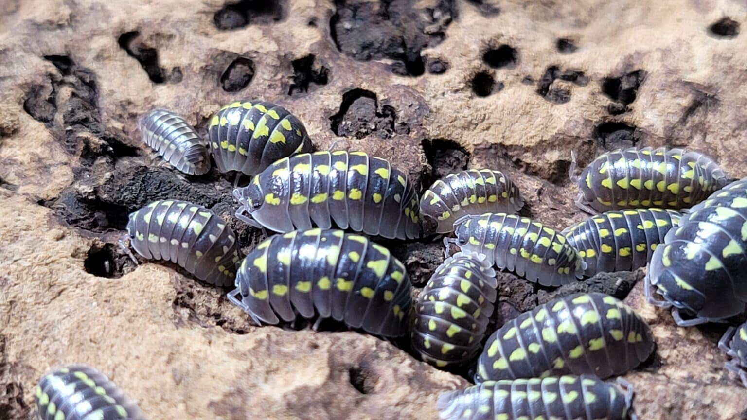 armadillidium-gestroi-for-sale-rare-isopods-20-off