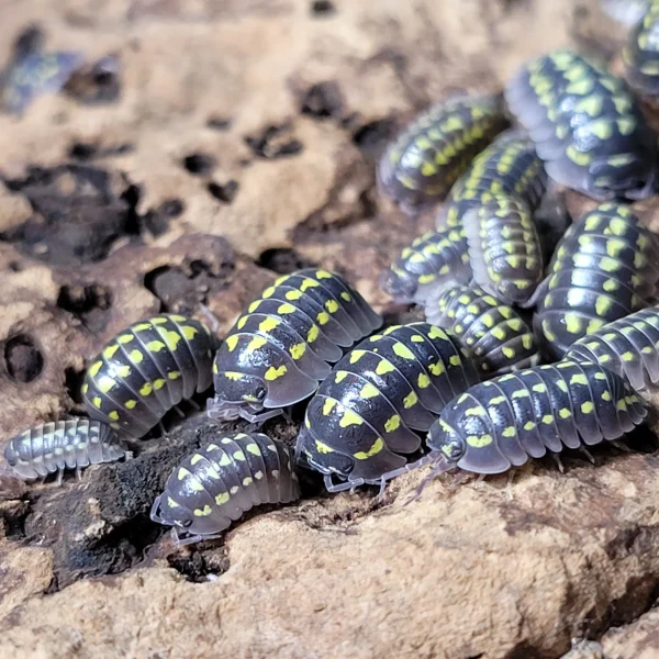 Armadillidium gestroi