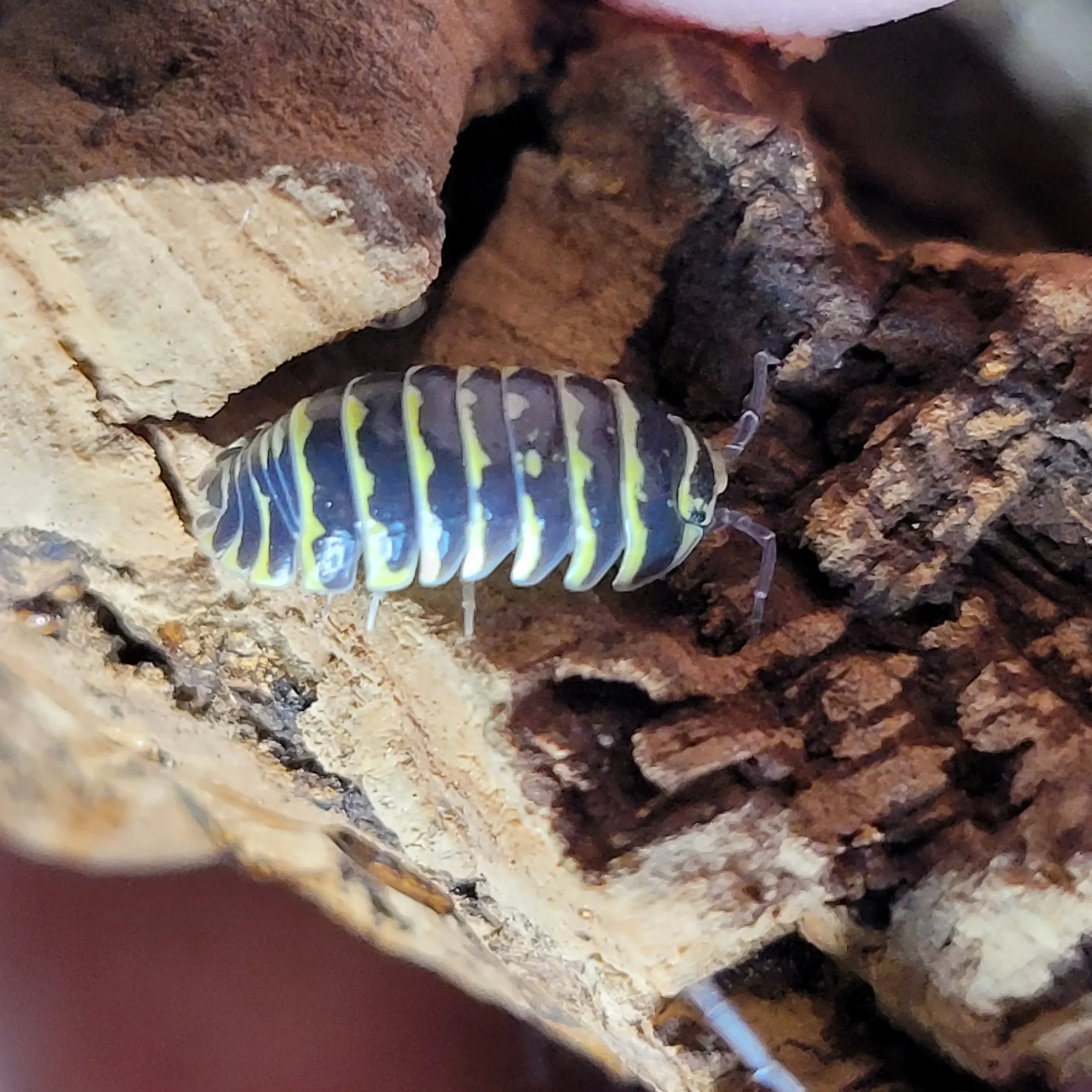 Yellow Zebra Isopod for sale