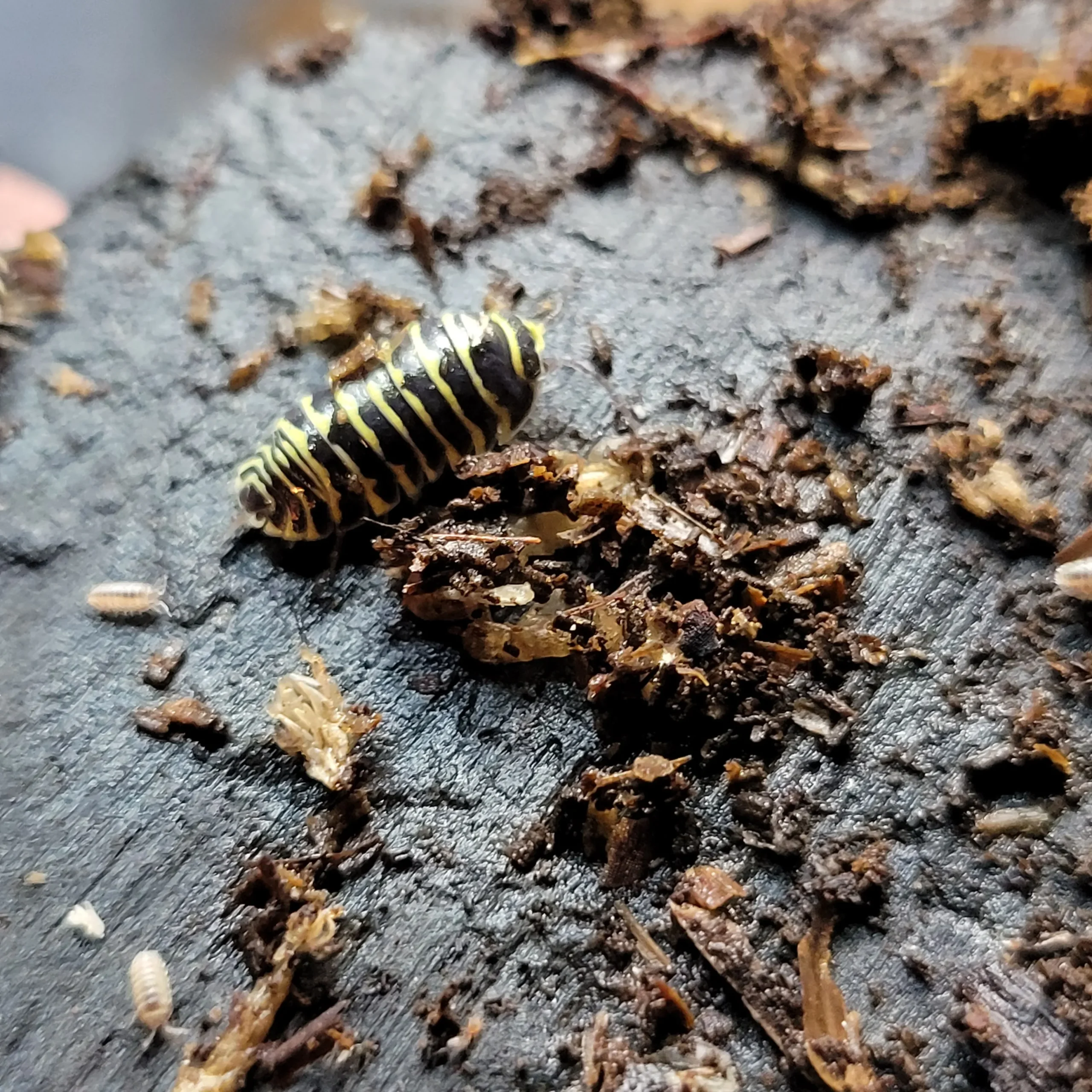 Armadillidium maculatum " Yellow Zebra" - Image 3