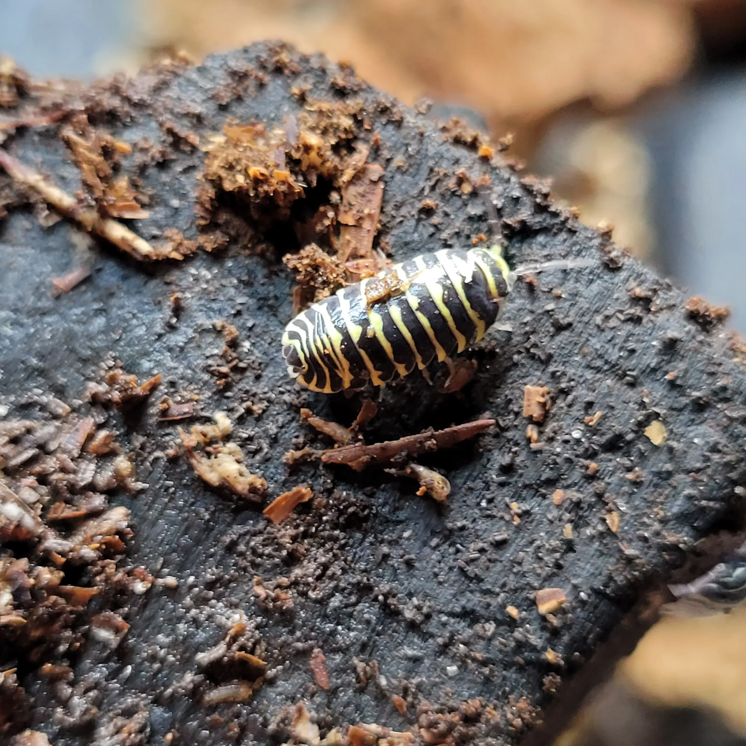 Armadillidium maculatum " Yellow Zebra" - Image 2