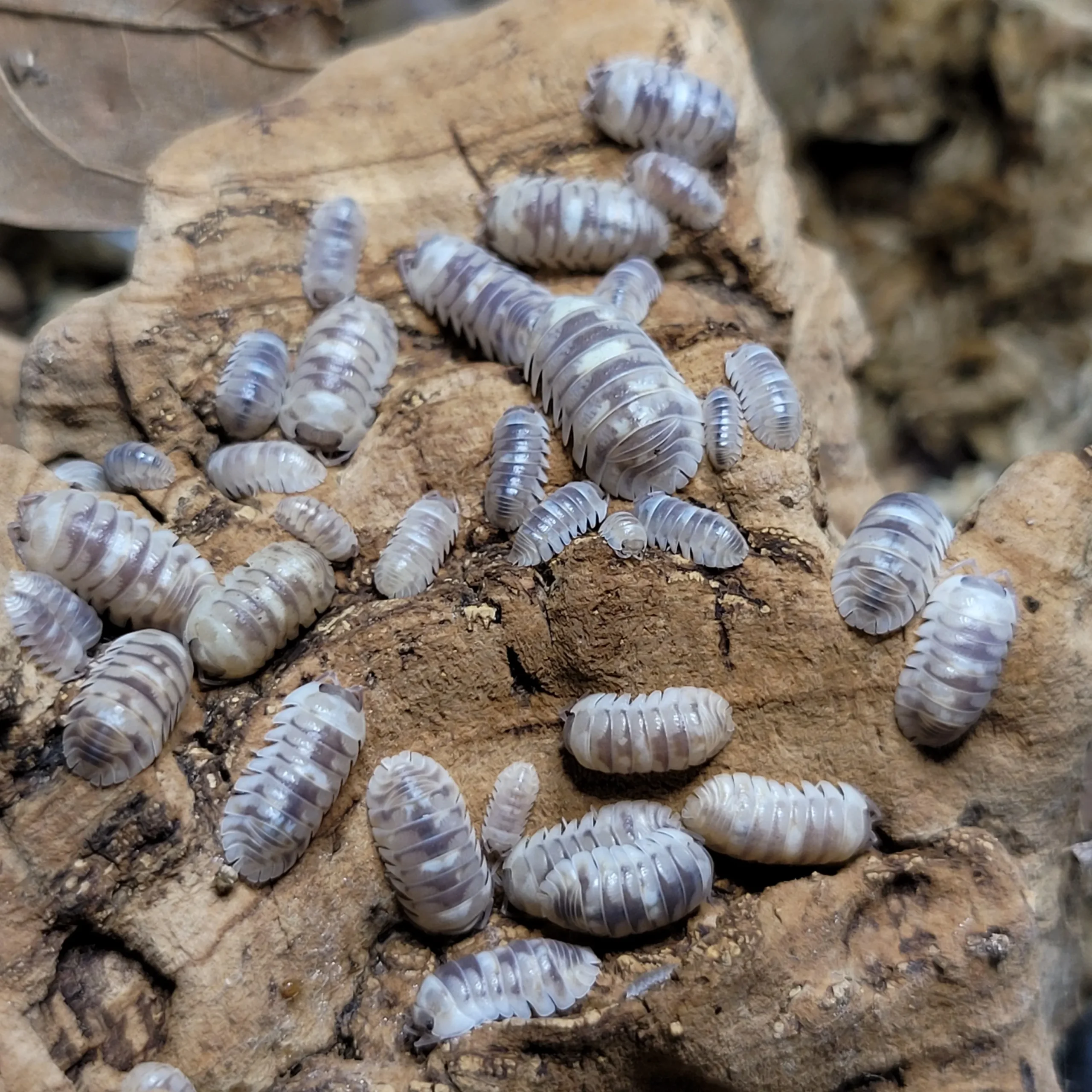 Armadillidium "Marbelized" - Image 2