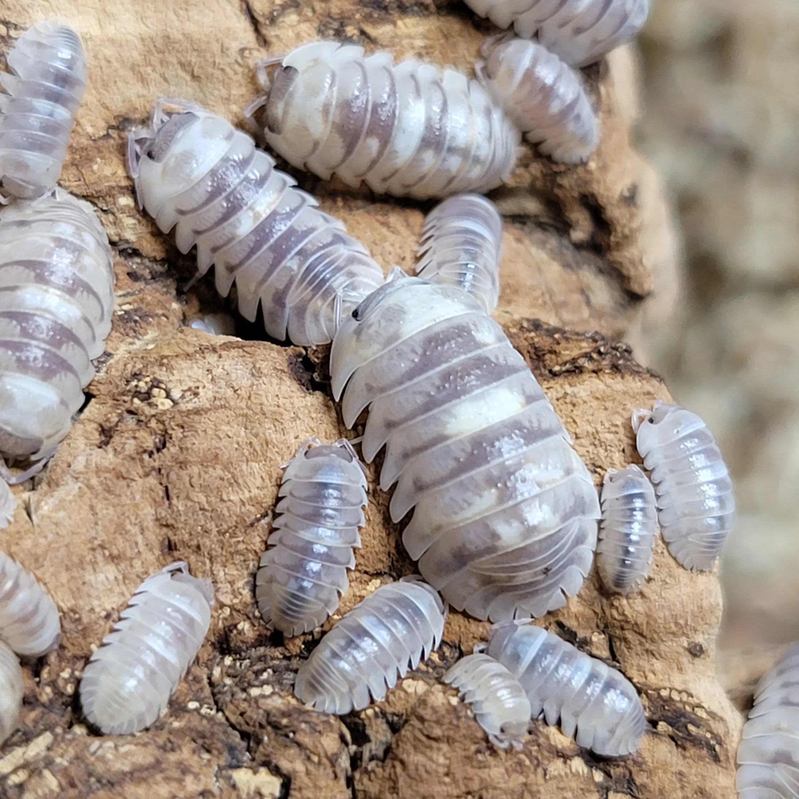 Armadillidium Marbelized For Sale