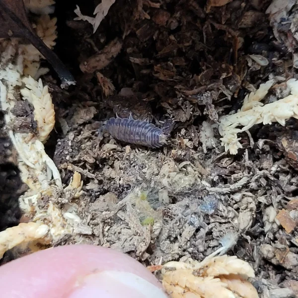 Nagurus cristatus “Dwarf Grey”