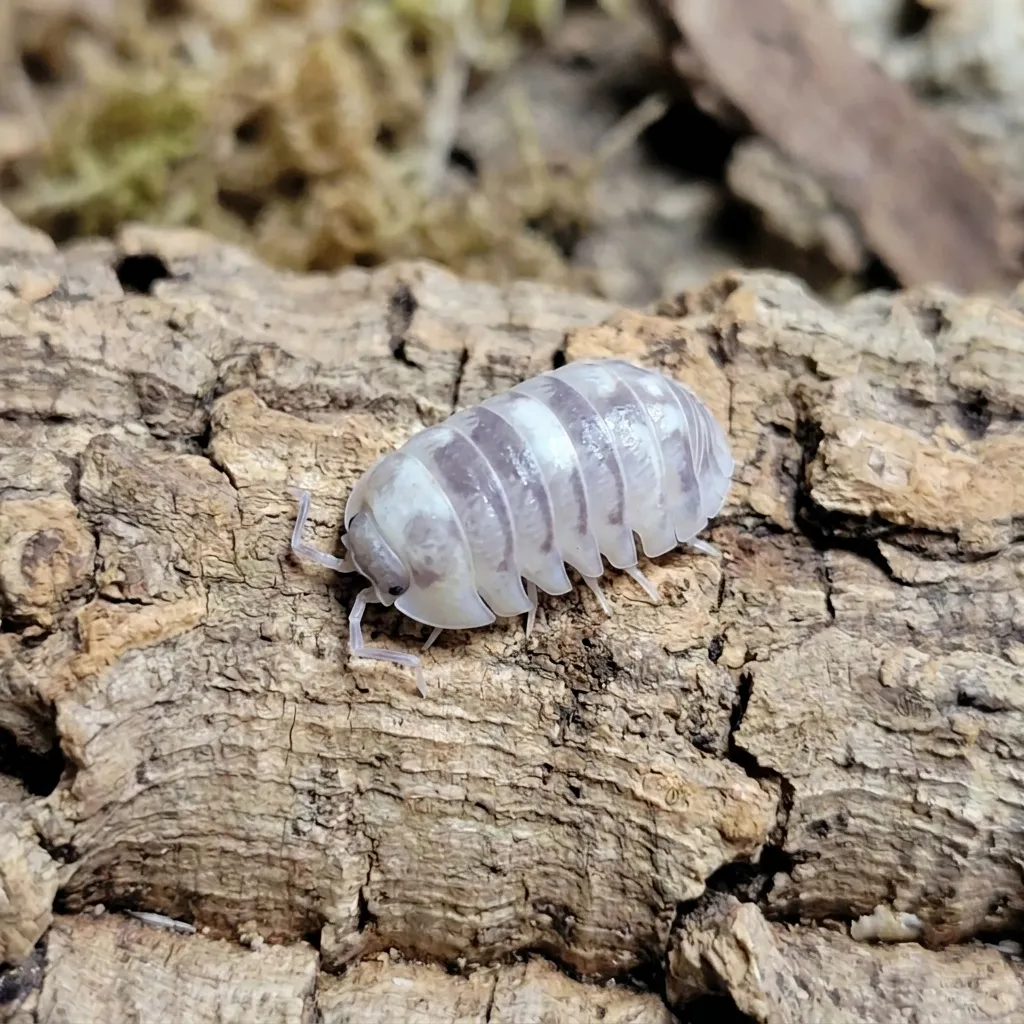Armadillidium Marbelized isopods on bark and moss in a bioactive terrarium setup