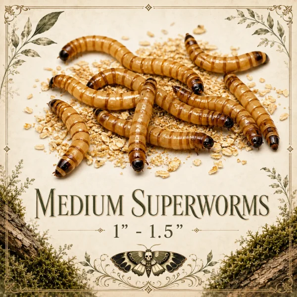 Large Superworms - 1.5-2" | TC INSECTS