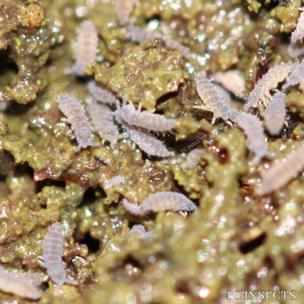 Springtails For Sale | $7.99 Up | Buy at TCINSECTS.COM