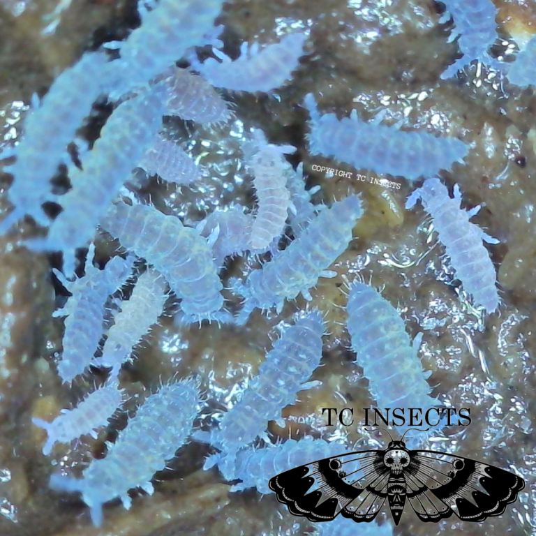 Buy Purple Podura Springtails For Sale | SALE 15% OFF