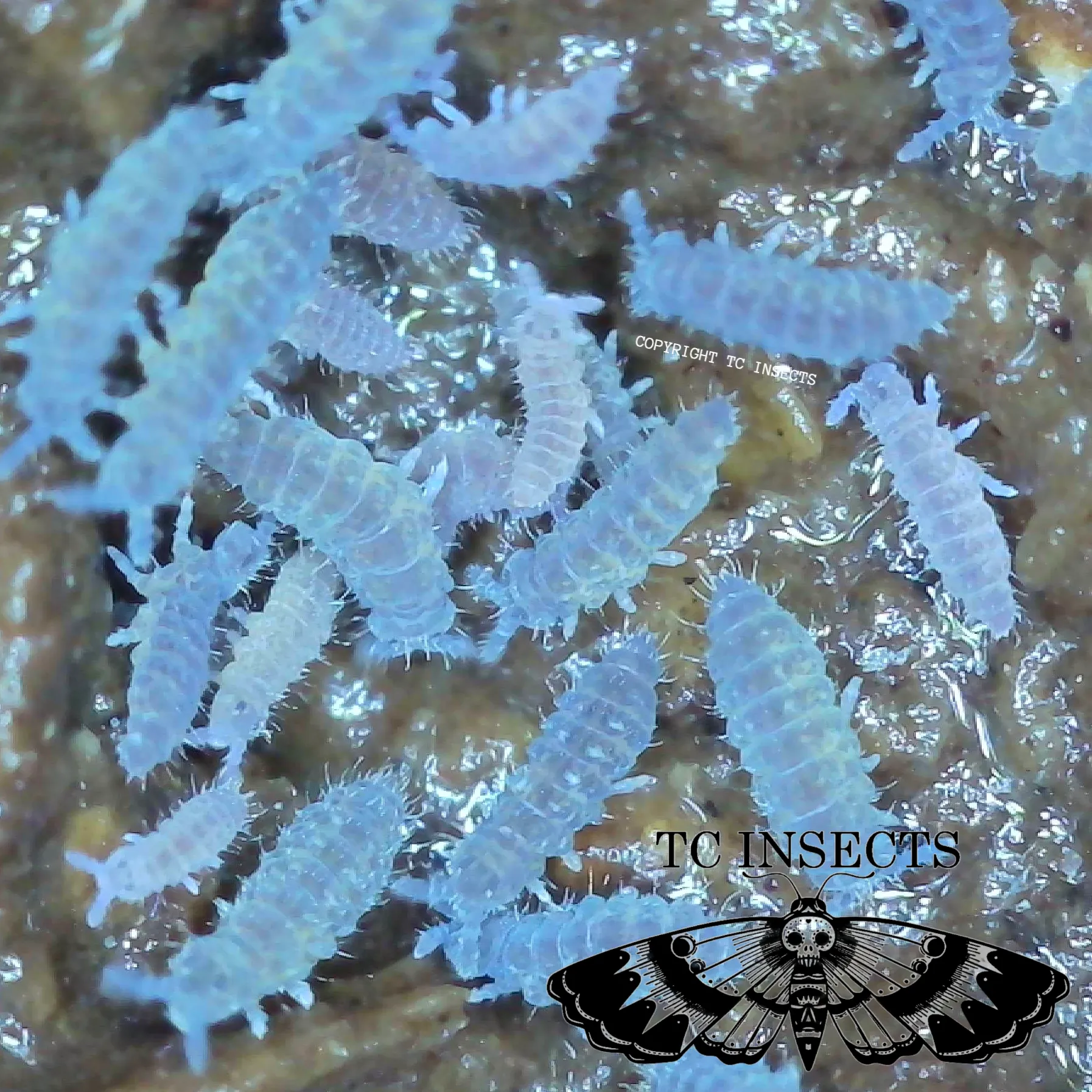 Lilac springtails culture with purple Ceratophysella isabellae