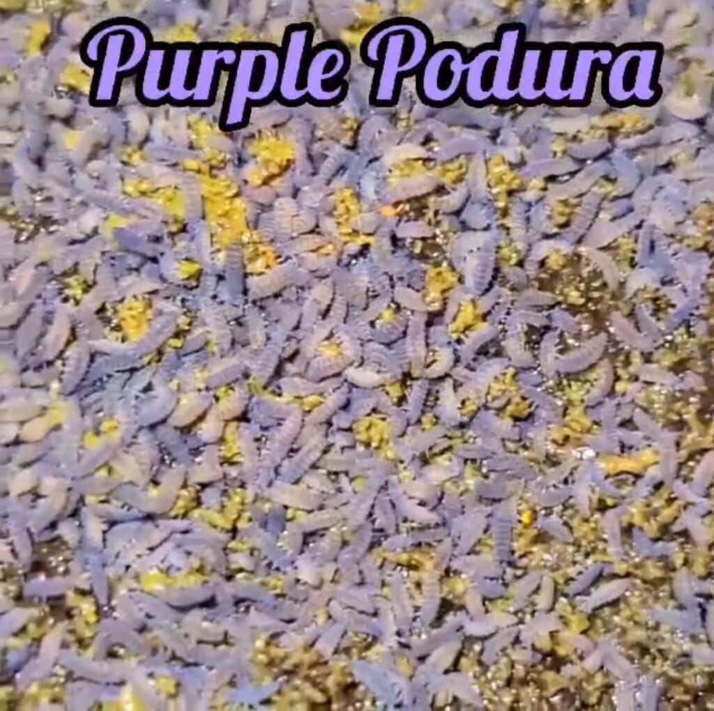 Buy Purple Podura Springtails For Sale | SALE 15% OFF