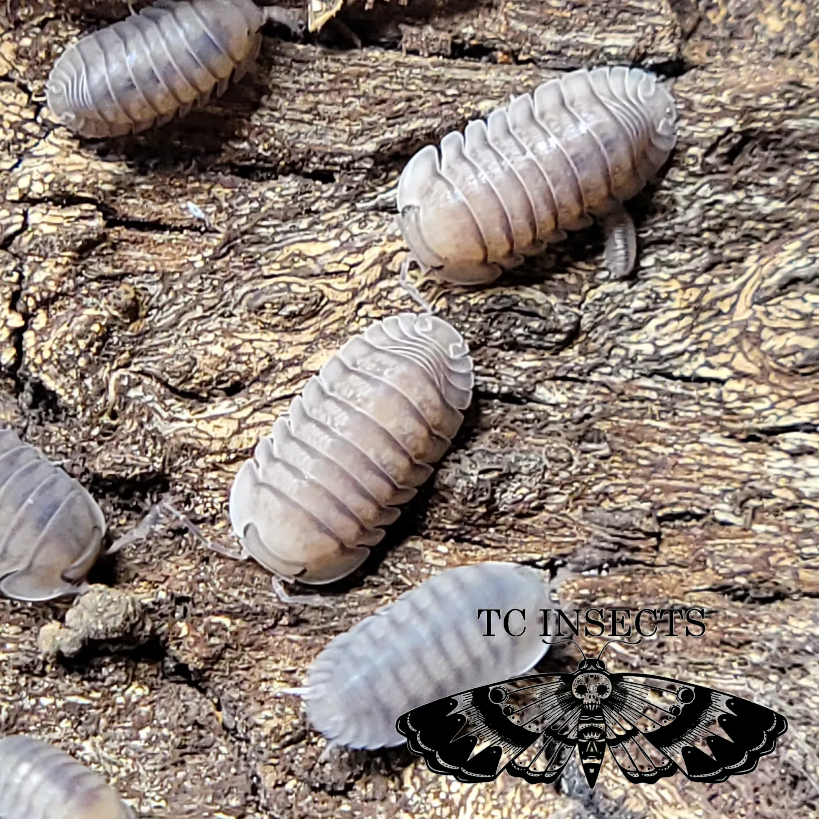 Blue Pidgeon Isopods for sale
