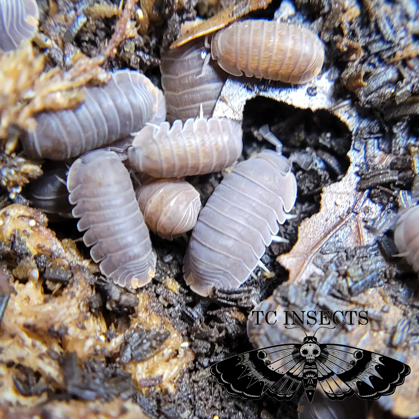 Cubaris sp. Borneo isopods resting on moss and bark in a humid terrarium habitat