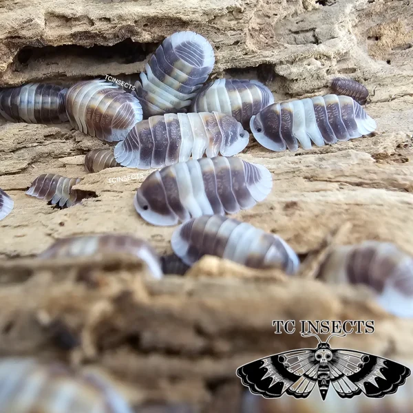 Cubaris Sp. Cappuccino