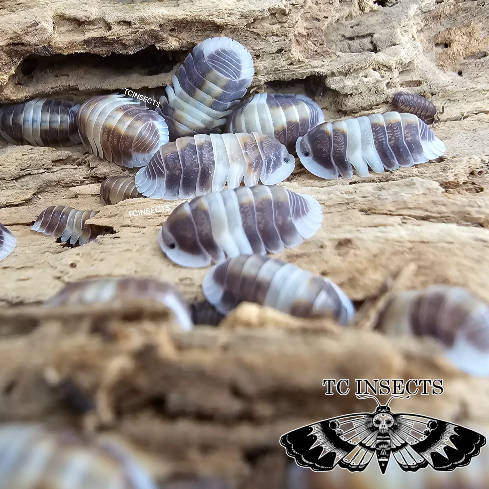 Buy Cubaris sp. Cappuccino online
