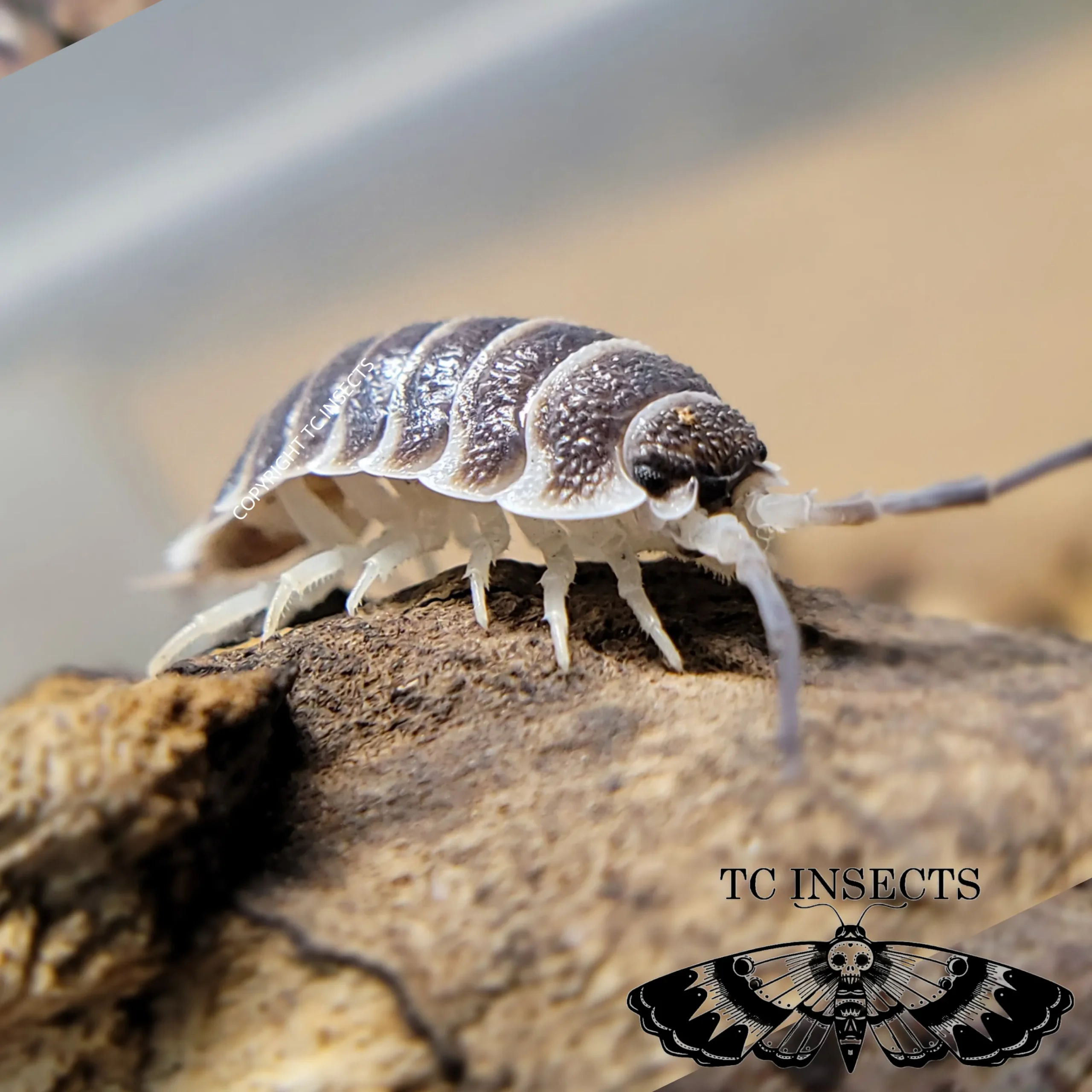 Titan Isopod For Sale