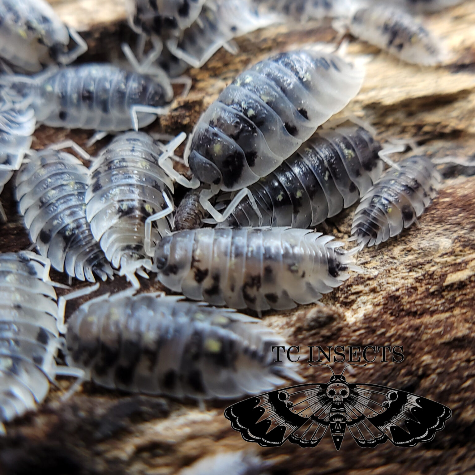 mardi gras isopods