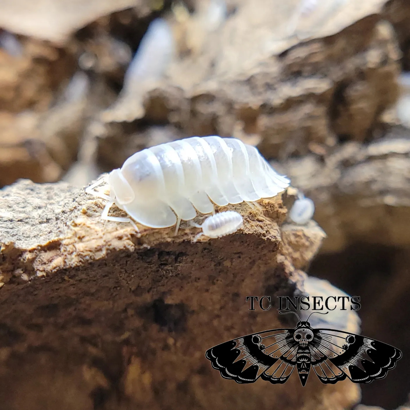 Yeti Isopod for sale