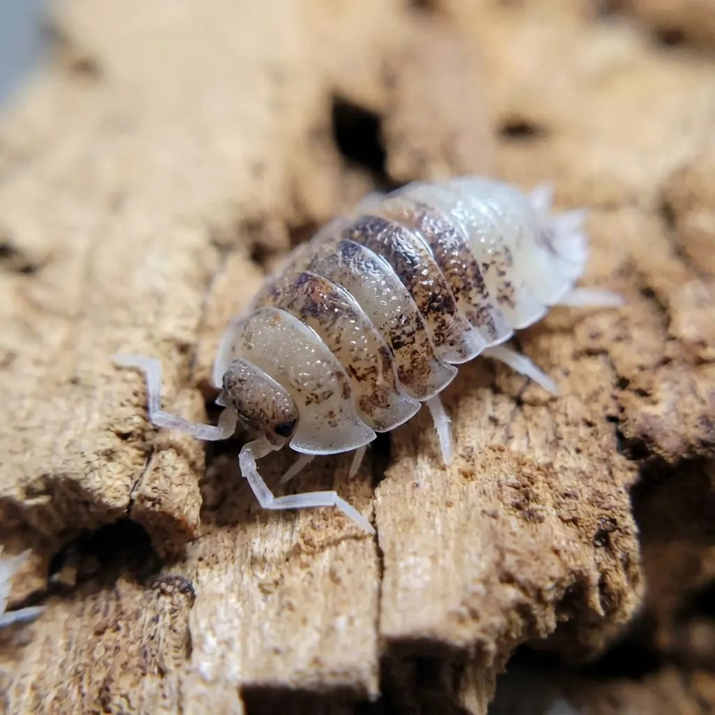 Live Porcellio scaber Koi isopods in a starter culture with leaf litter