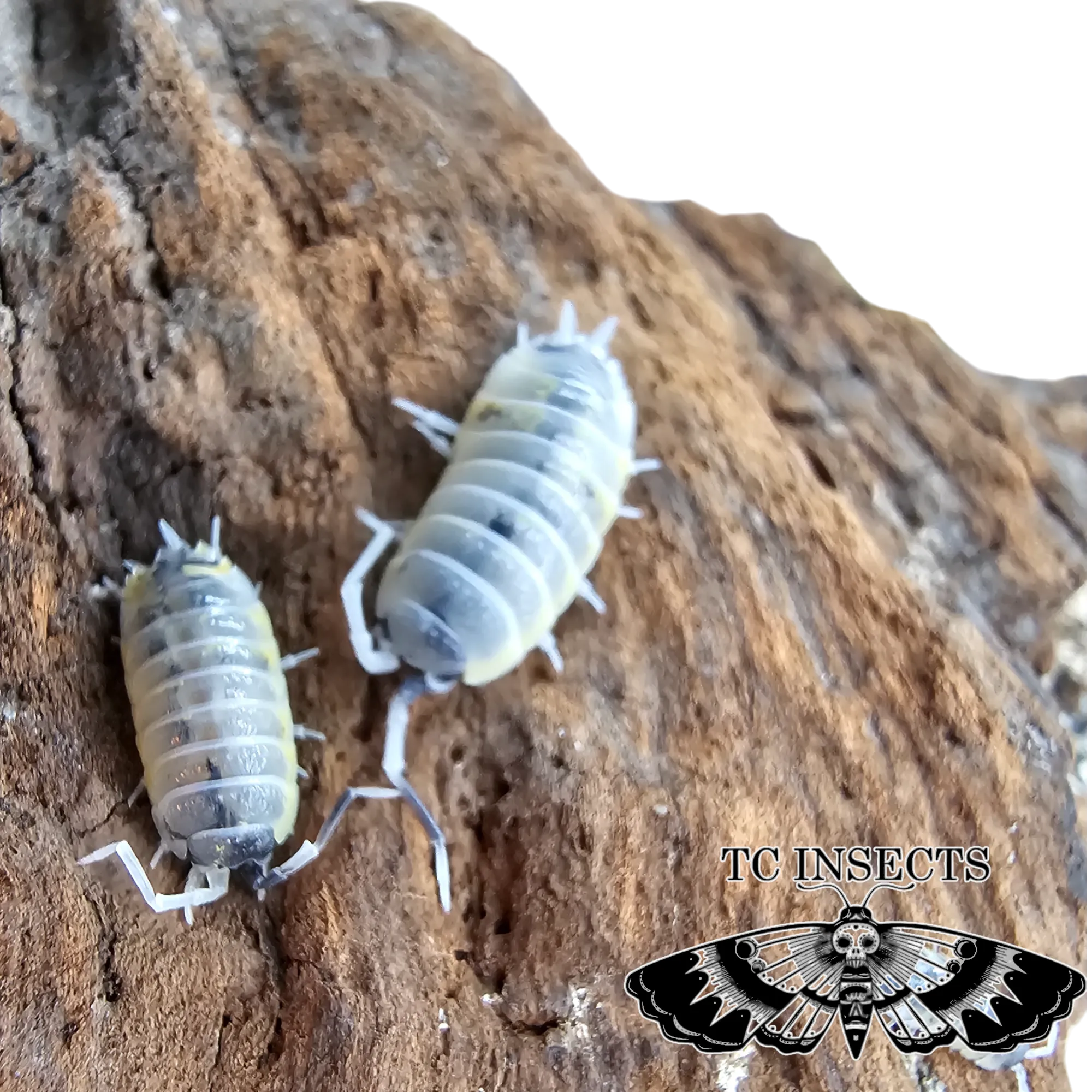 Porcellio Ornatus - "Witch's Brew"