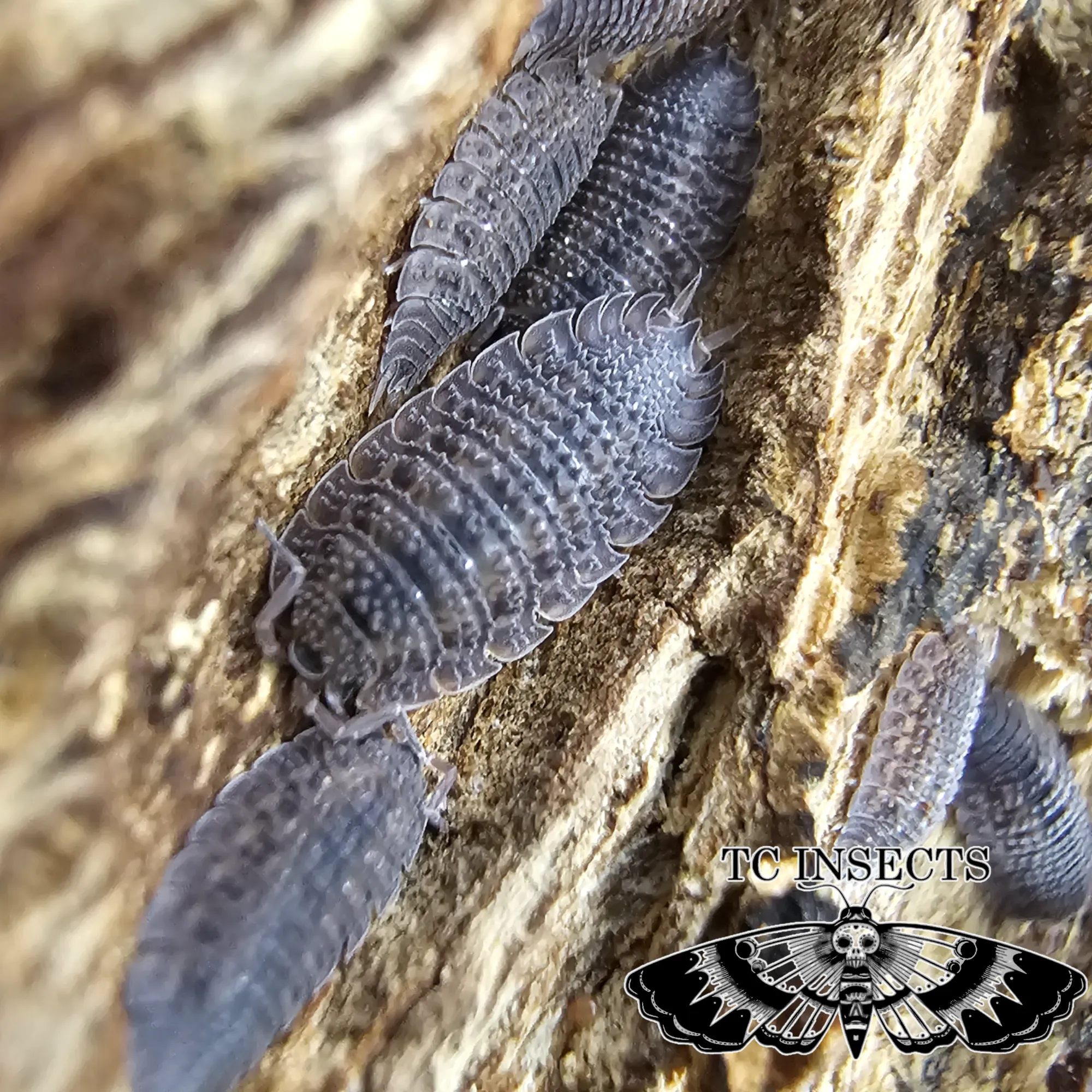Porcellio Sp. Caramel Spikey