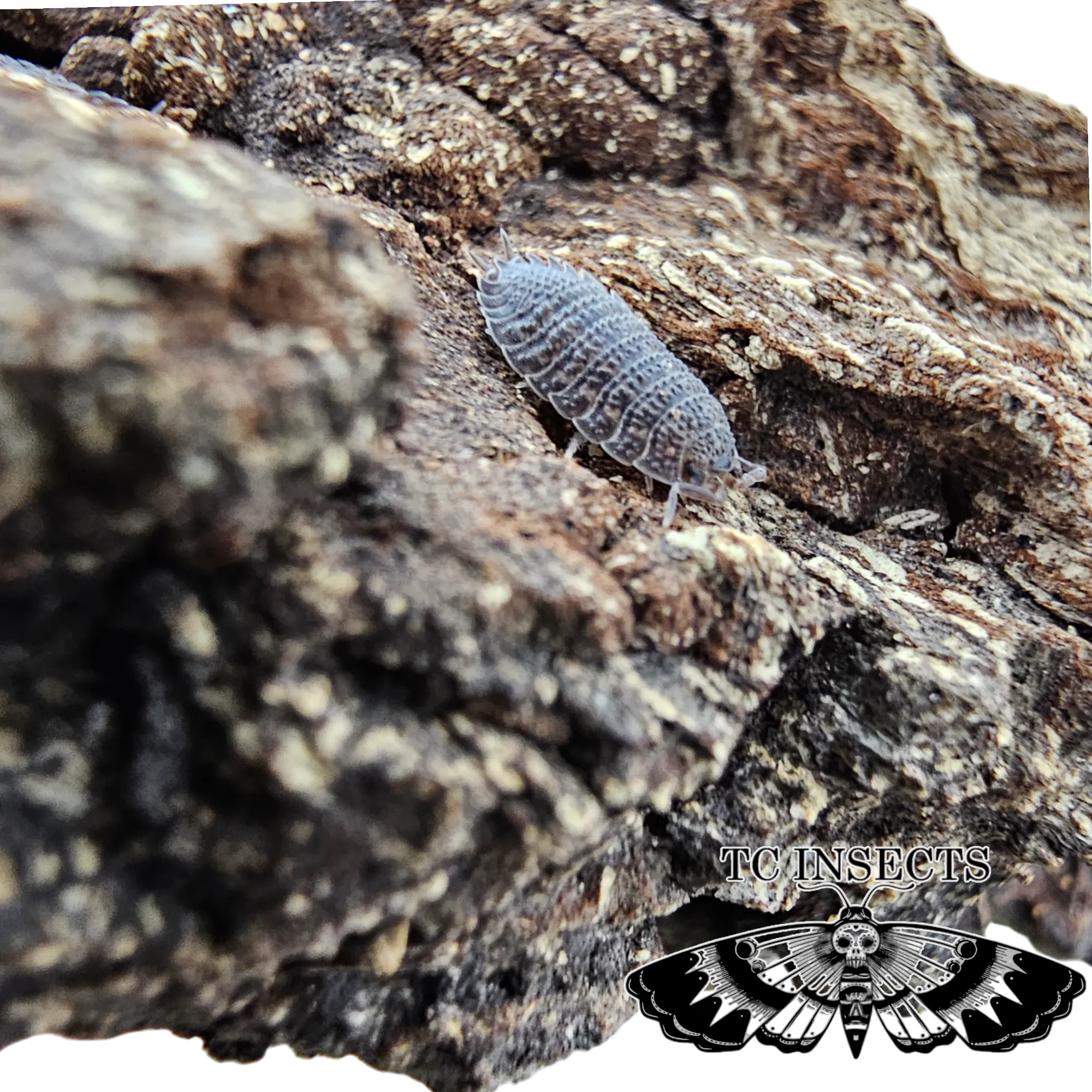 Porcellio Sp. Caramel Spikey buy online