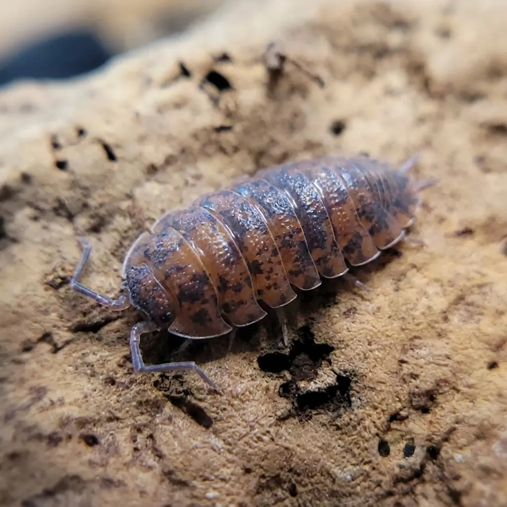 Red Calico Porcellio scaber isopods on leaf litter