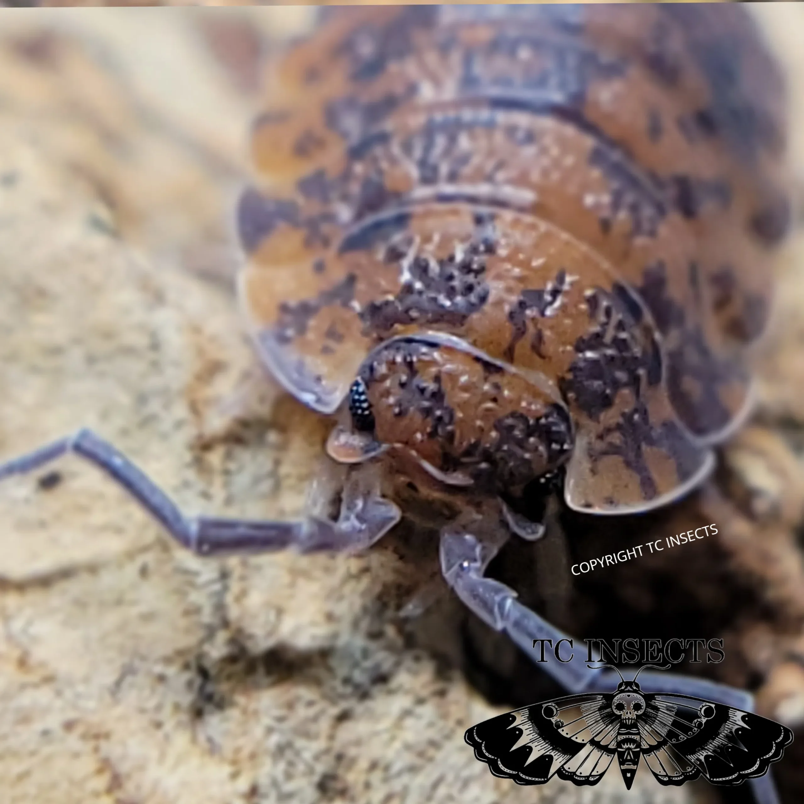 Scaber Red Calico Care Guide