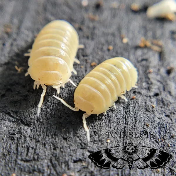 Armadillidium vulgare “T- Albino”
