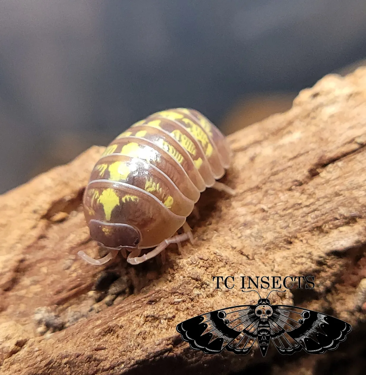 T+ Albino Isopods for sale