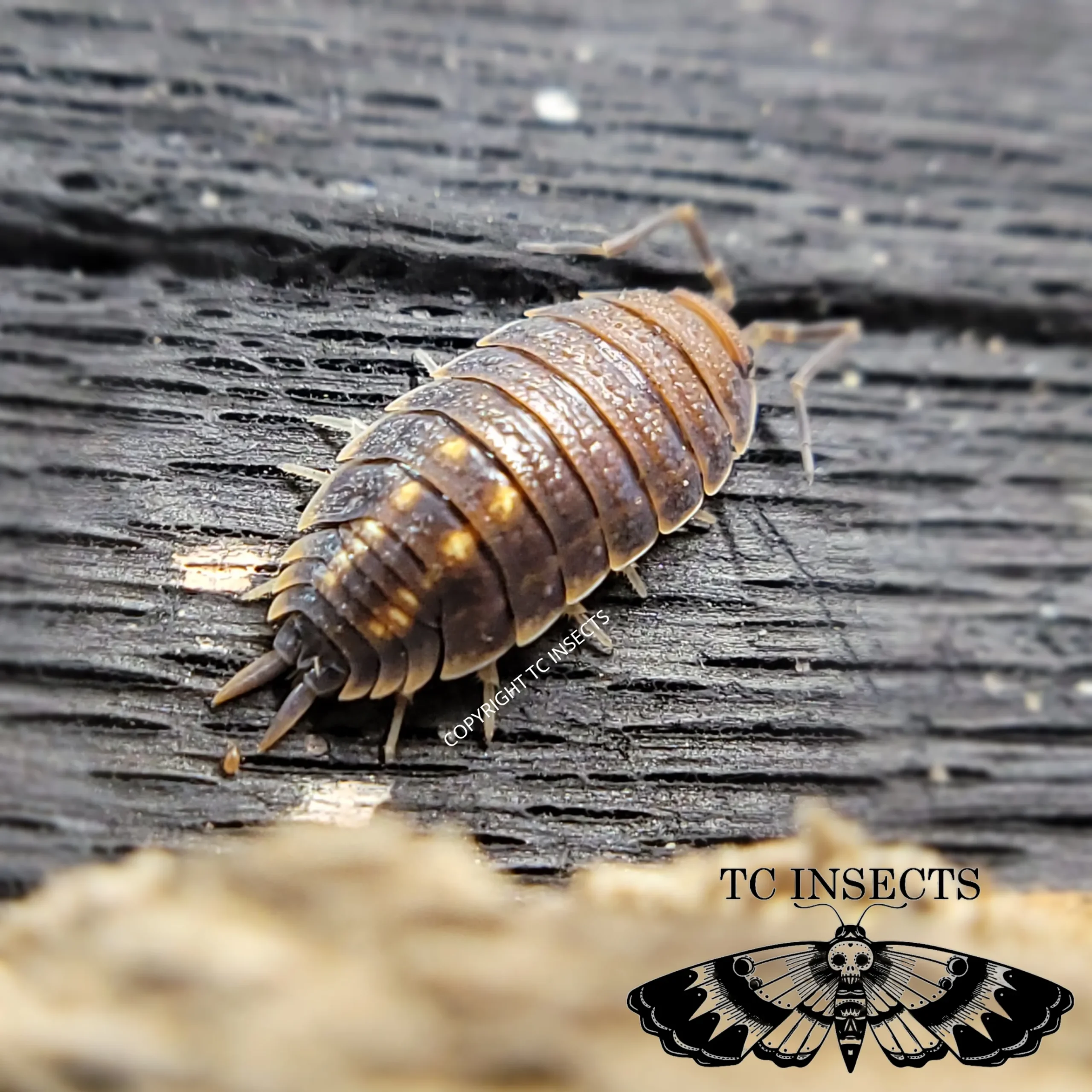 Buy Porcellio Yellow Dot For Sale