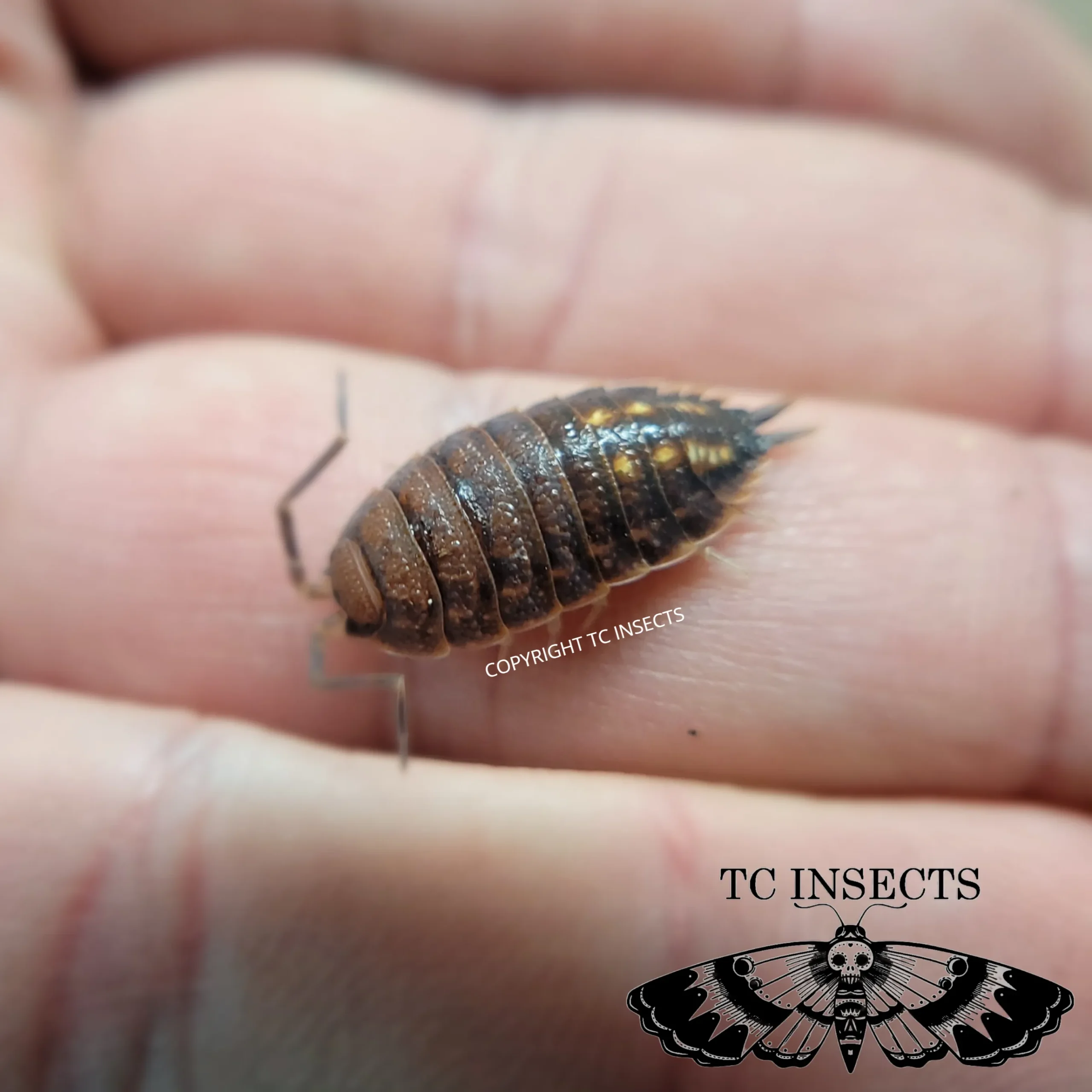 Yellow Dot Isopod
